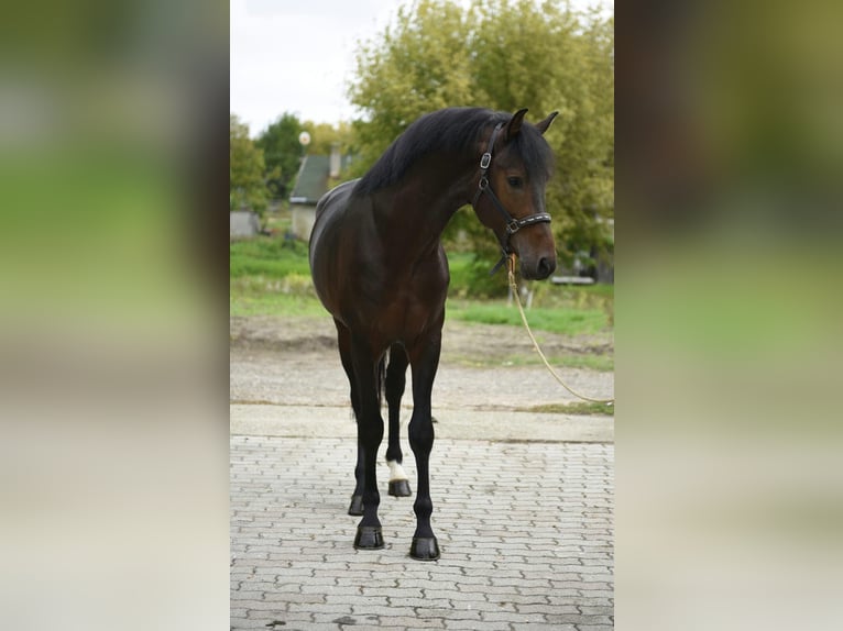 Zangersheide Semental 4 años 170 cm Castaño oscuro in Murska Soboda Zangersheide Semental 4 años 170 cm Castaño oscuro in Murska Soboda
