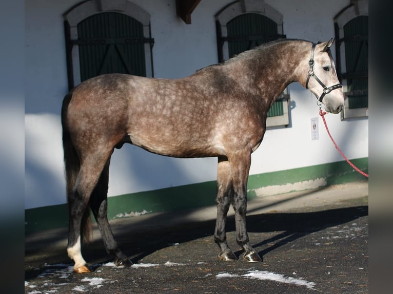 Zangersheide Semental 4 años 170 cm Tordo in Halbenrain