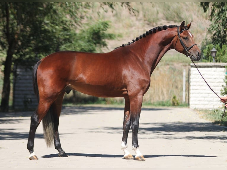 Zangersheide Semental 4 años 172 cm Castaño in Borstorf