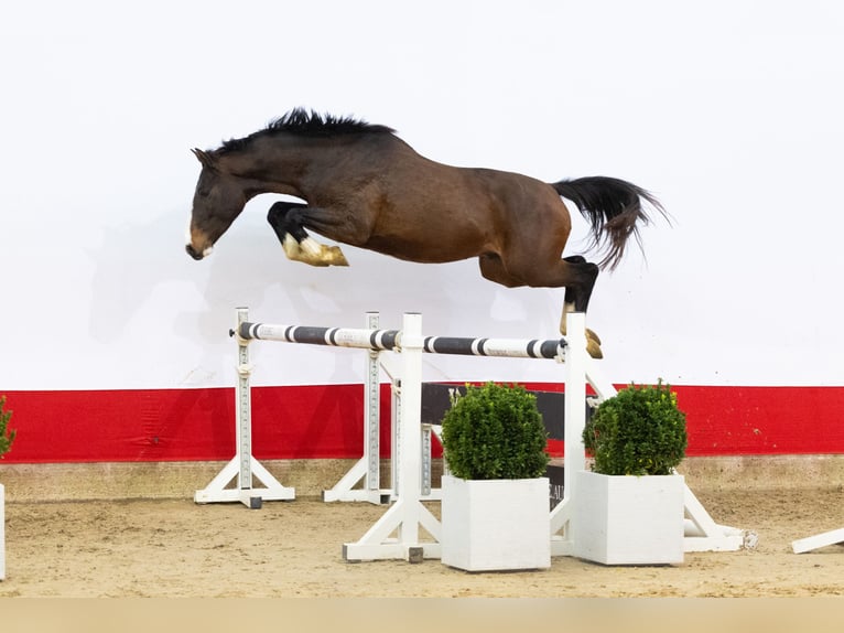 Zangersheide Semental 5 años 160 cm in Waddinxveen