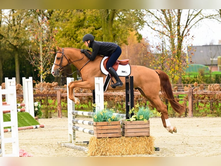 Zangersheide Semental 5 años 164 cm Alazán in Bladel