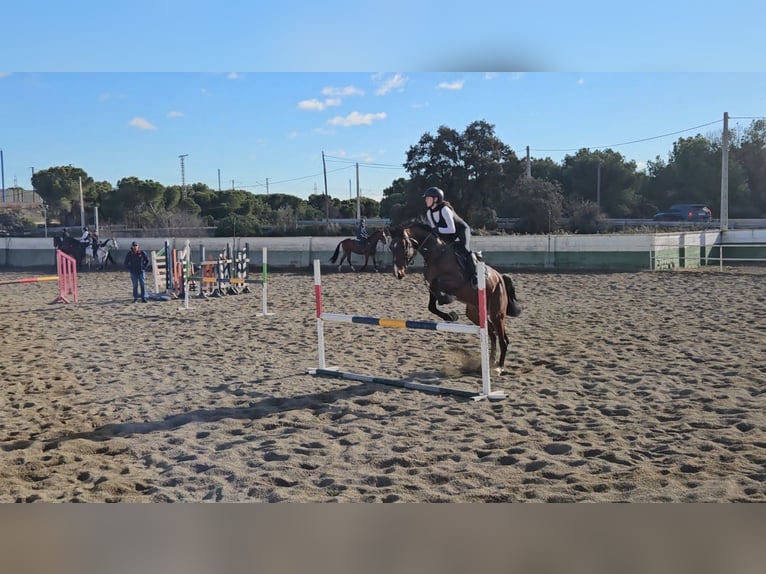 Zangersheide Semental 5 años 164 cm Castaño in Madrid