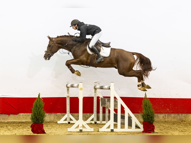 Zangersheide Semental 5 años 165 cm Alazán in Waddinxveen