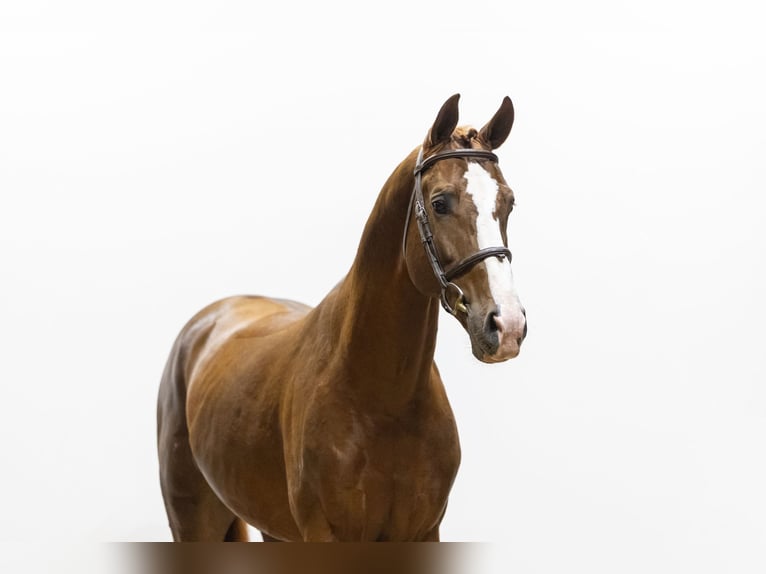 Zangersheide Semental 5 años 165 cm Alazán in Waddinxveen