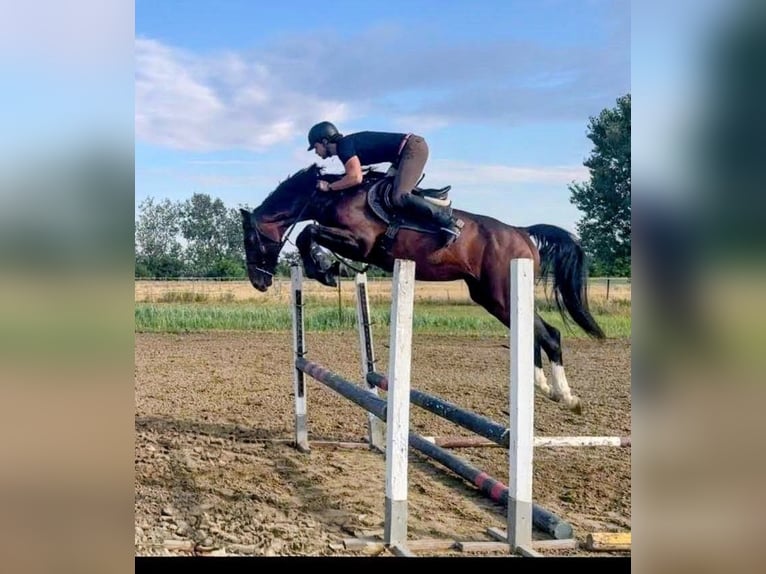 Zangersheide Semental 5 años 165 cm Castaño in Hódmezővásárhely