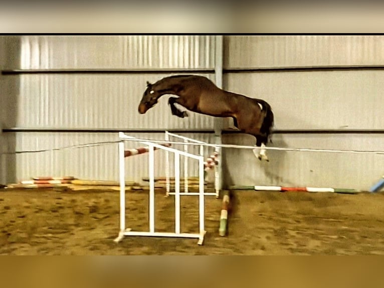 Zangersheide Semental 5 años 165 cm Castaño in Hódmezővásárhely