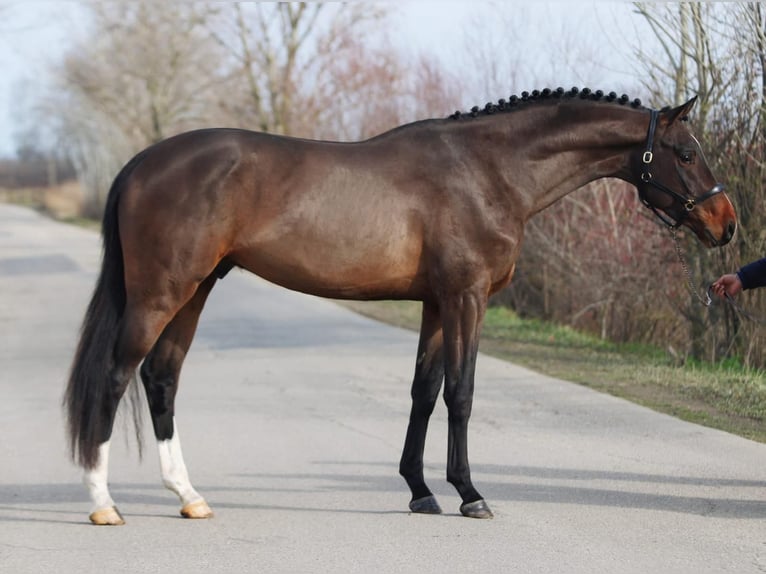 Zangersheide Semental 5 años 165 cm Castaño in Hódmezővásárhely