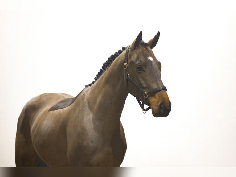 Zangersheide Semental 5 años 165 cm Castaño in Waddinxveen