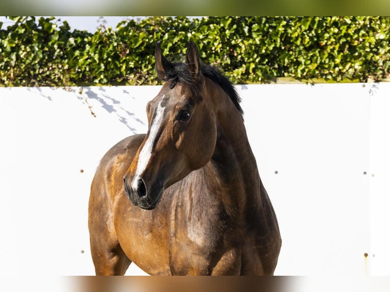 Zangersheide Semental 5 años 166 cm Castaño in Waddinxveen