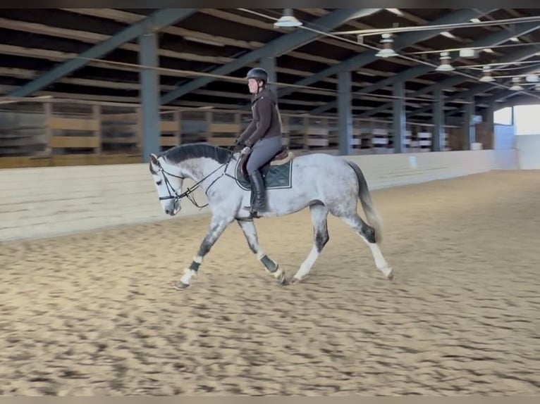 Zangersheide Semental 5 años 168 cm Tordo rodado in Pelmberg