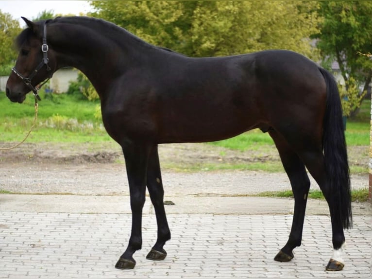 Zangersheide Semental 5 años 169 cm Castaño oscuro in Öcsöd