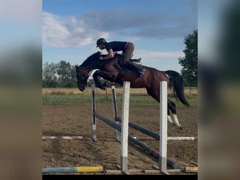 Zangersheide Semental 5 años 170 cm Castaño oscuro in Hódmezővásárhely