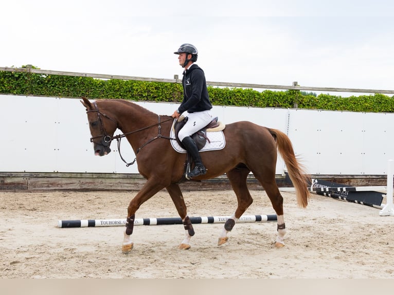 Zangersheide Semental 5 años 171 cm Alazán-tostado in Waddinxveen