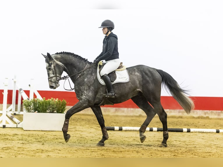 Zangersheide Semental 5 años 171 cm Tordo in Waddinxveen