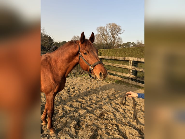 Zangersheide Semental 6 años 166 cm Alazán-tostado in Aarschot