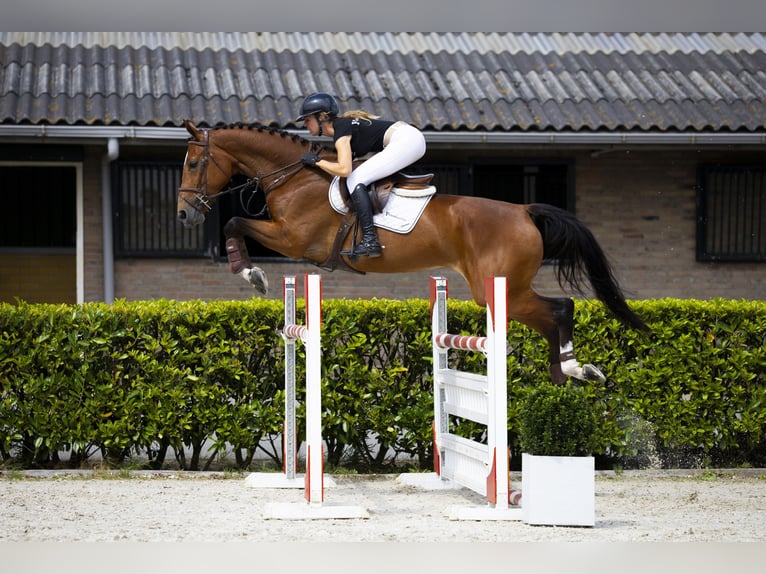 Zangersheide Semental 6 años 170 cm Castaño in Waddinxveen
