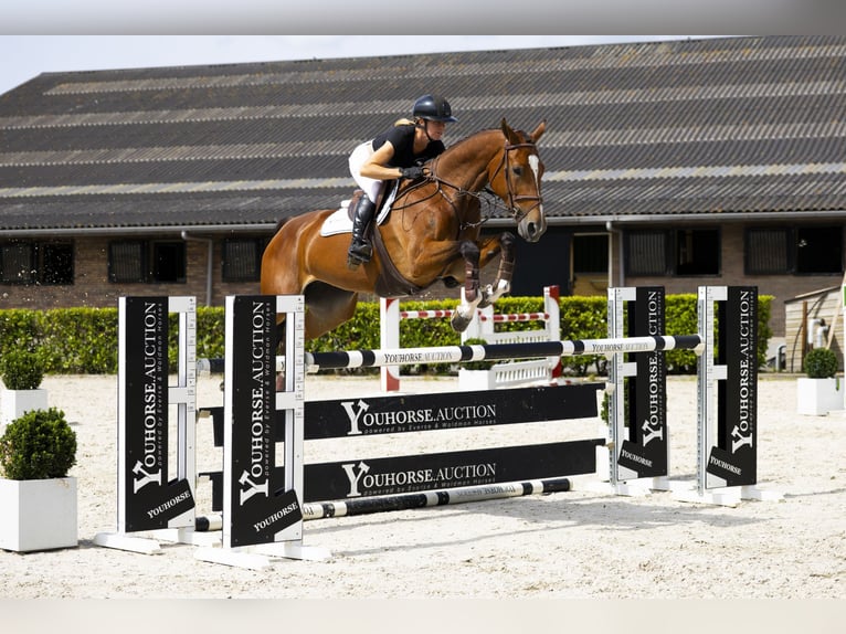 Zangersheide Semental 6 años 170 cm Castaño in Waddinxveen