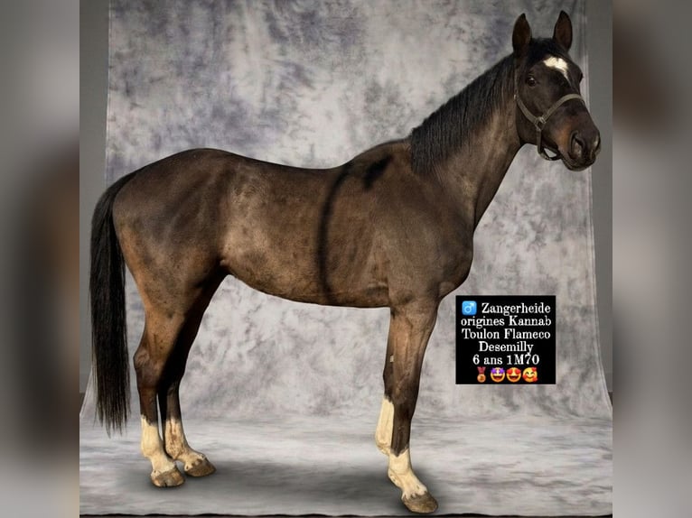 Zangersheide Semental 6 años 170 cm Negro in Caudry en cambrèsie