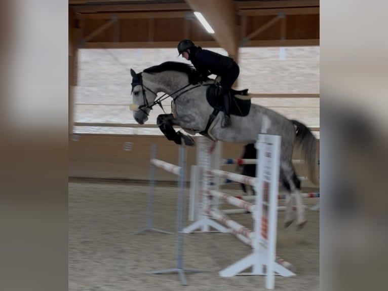 Zangersheide Semental 6 años 170 cm Tordo rodado in Schladming