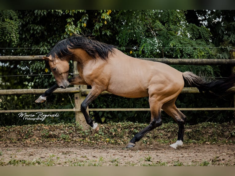 Zangersheide Semental 7 años 163 cm Bayo in Beaumont-Pied-de-Buf