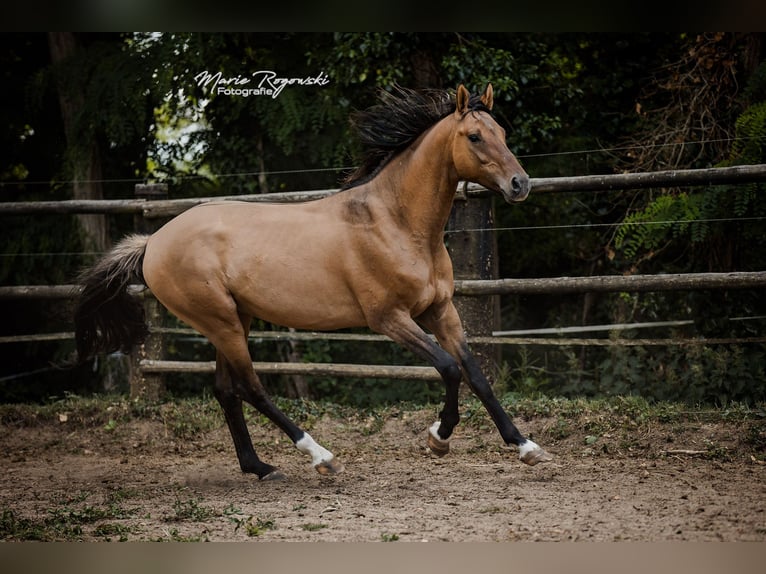Zangersheide Semental 7 años 163 cm Bayo in Beaumont-Pied-de-Buf