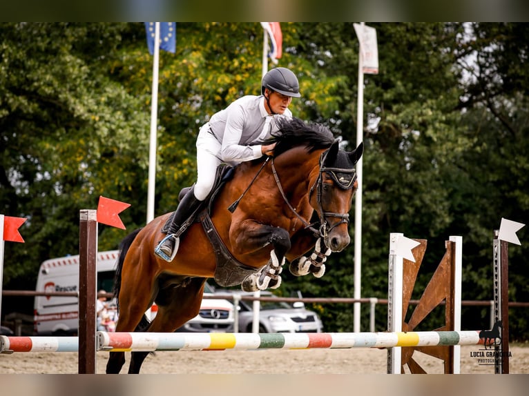 Zangersheide Semental 7 años 168 cm Castaño in Brno