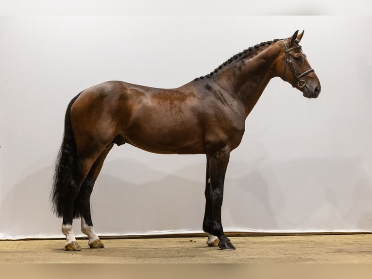 Zangersheide Semental 7 años 170 cm Castaño in Waddinxveen
