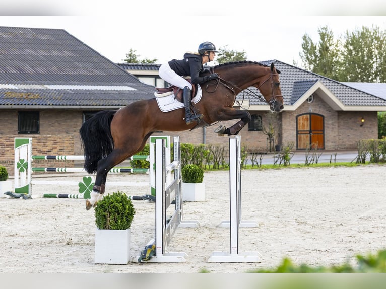 Zangersheide Semental 7 años 170 cm Castaño in Waddinxveen