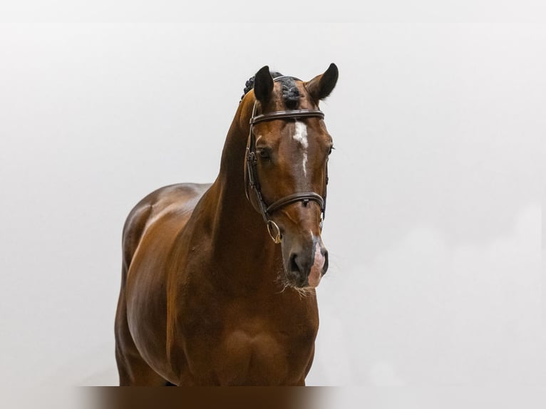 Zangersheide Semental 7 años 170 cm Castaño in Waddinxveen