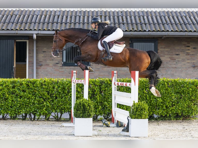 Zangersheide Semental 7 años 170 cm Castaño in Waddinxveen