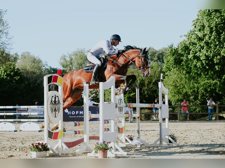 Zangersheide Semental 9 años 172 cm Castaño in Riedstadt