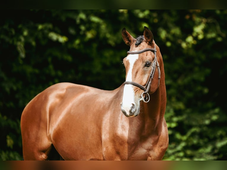 Zangersheide Semental 9 años 172 cm Castaño in Riedstadt