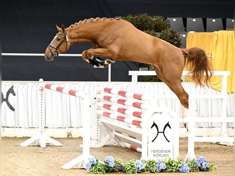 Zangersheide Semental Alazán in Moritzburg