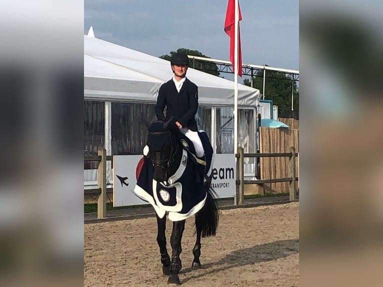 Zangersheide Semental Negro in Swifterbant