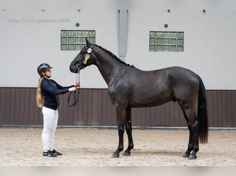 Zangersheide Semental Negro in Marcelewo