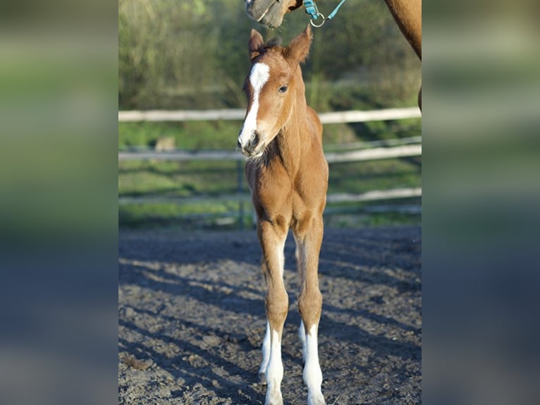 Zangersheide Semental  160 cm Castaño in Otwock