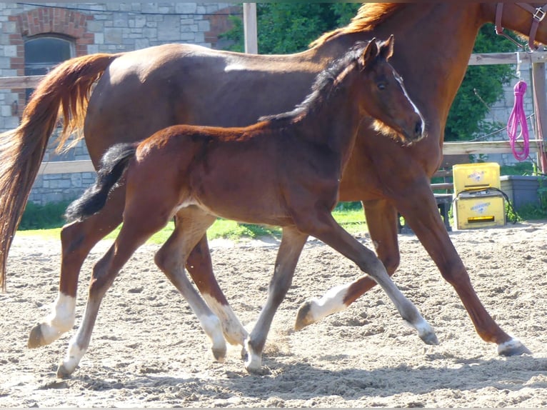 Zangersheide Semental  165 cm Castaño in M&#xFC;cheln (Geiseltal)
