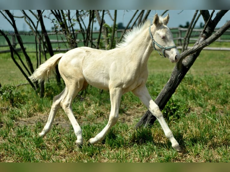 Zangersheide Semental Potro (02/2024) 165 cm Cremello in Piecowice