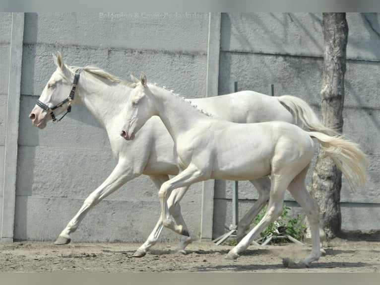 Zangersheide Semental Potro (02/2024) 165 cm Cremello in Piecowice