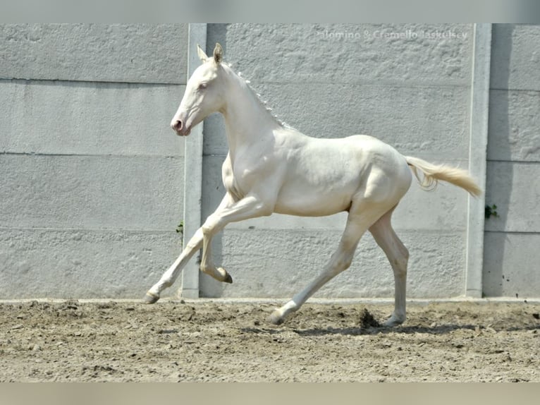 Zangersheide Semental Potro (02/2024) 165 cm Cremello in Piecowice