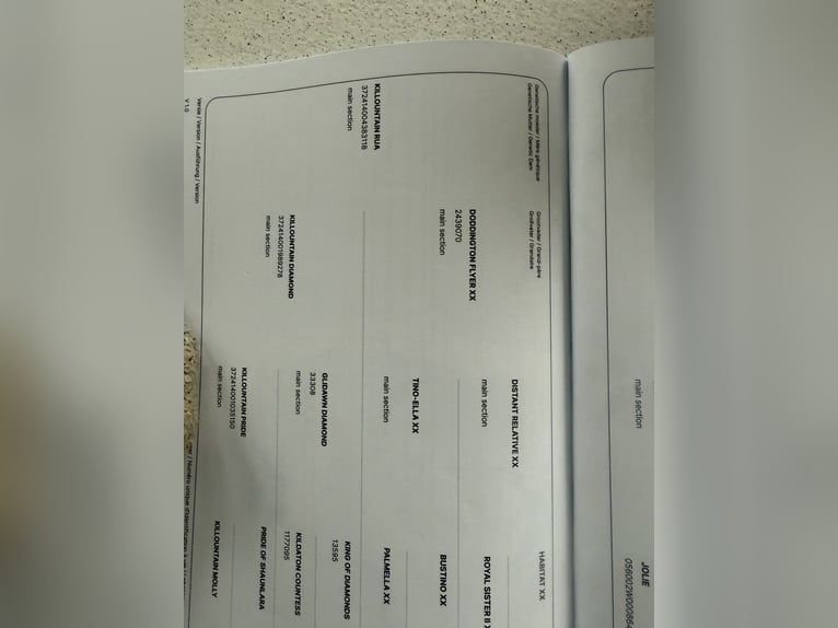 Zangersheide Semental  168 cm Castaño in Buch