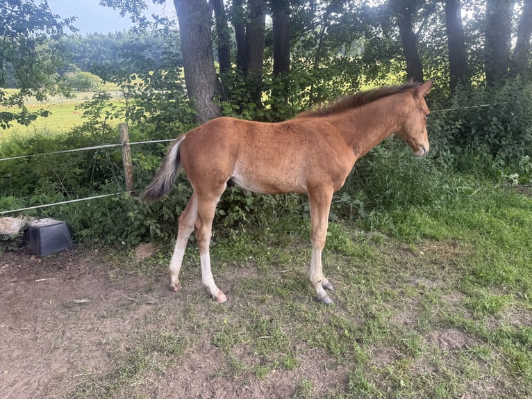 Zangersheide Semental  168 cm Castaño in Buch
