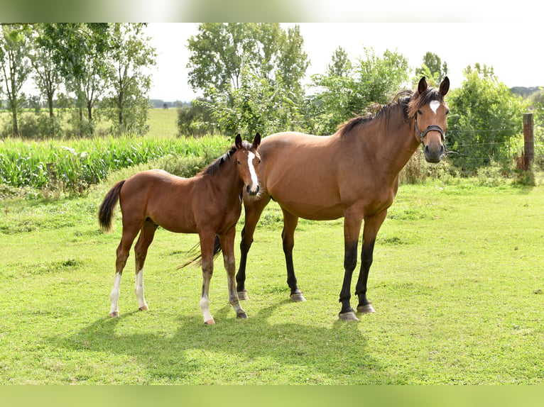 Zangersheide Semental Potro (06/2024) 168 cm Tordillo negro in Oetingenkester