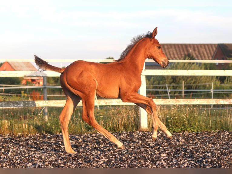 Zangersheide Semental Potro (06/2026) 170 cm Castaño in Feldhorst