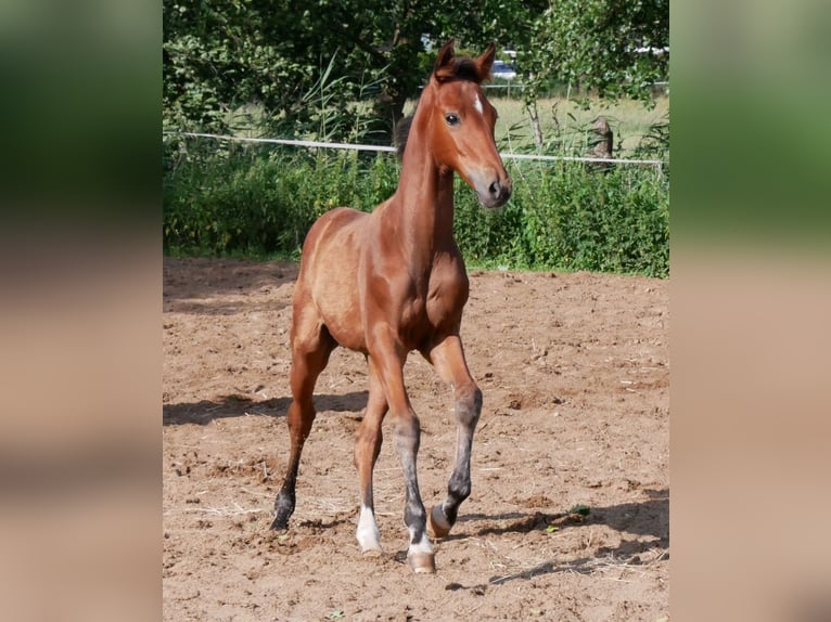 Zangersheide Semental  170 cm Castaño in Seester