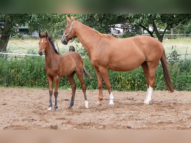 Zangersheide Semental  170 cm Castaño in Seester