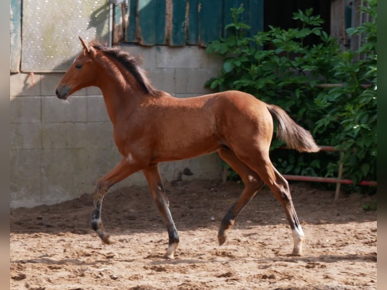 Zangersheide Semental  170 cm Castaño in Seester