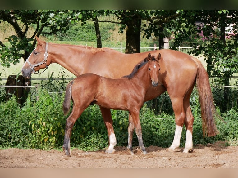 Zangersheide Semental  170 cm Castaño in Seester