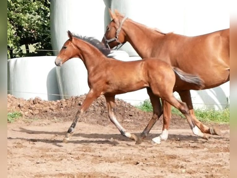 Zangersheide Semental  170 cm Castaño in Seester