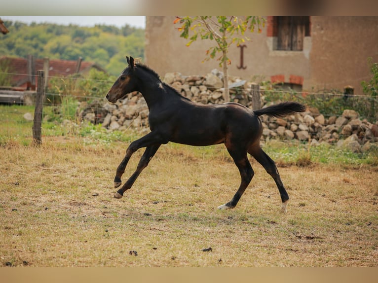 Zangersheide Semental Potro (05/2025) 170 cm Morcillo in SORBIER